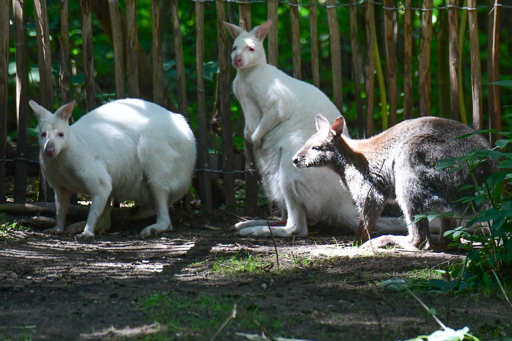 Weiße Kängurus