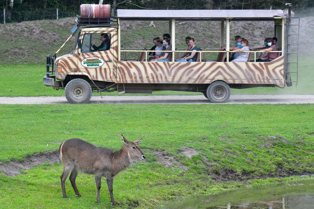 Safaribus mit Antilope