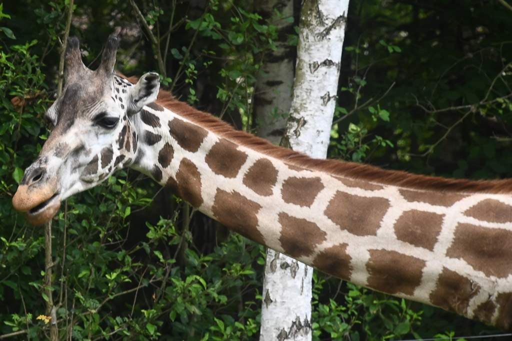 Giraffe