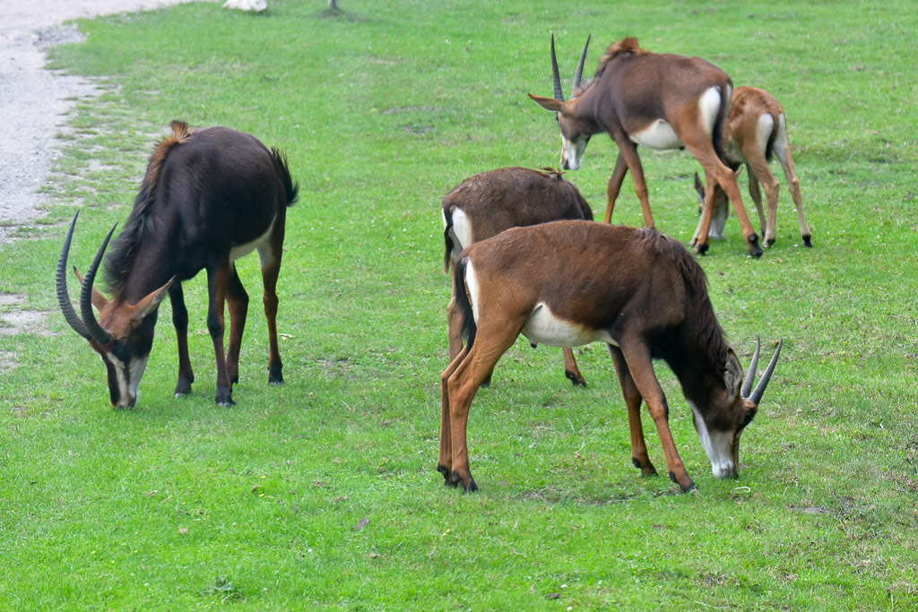Antilopen