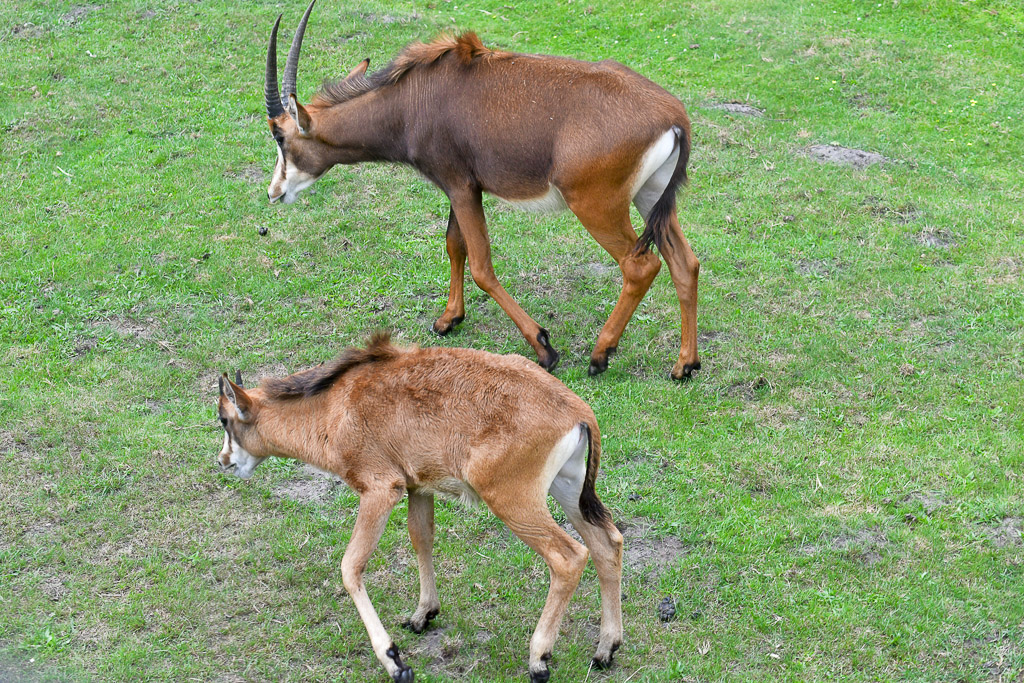 Antilope mit Jungtier