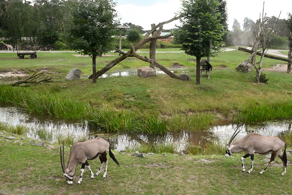 Oryx-Antilopen am Wasser