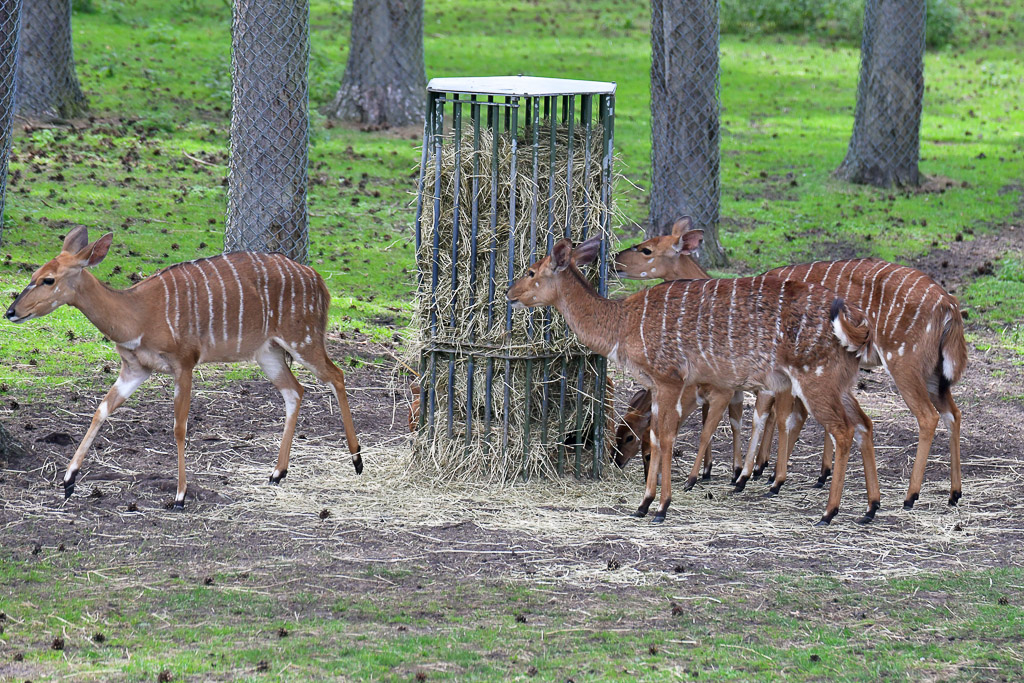 Kudus