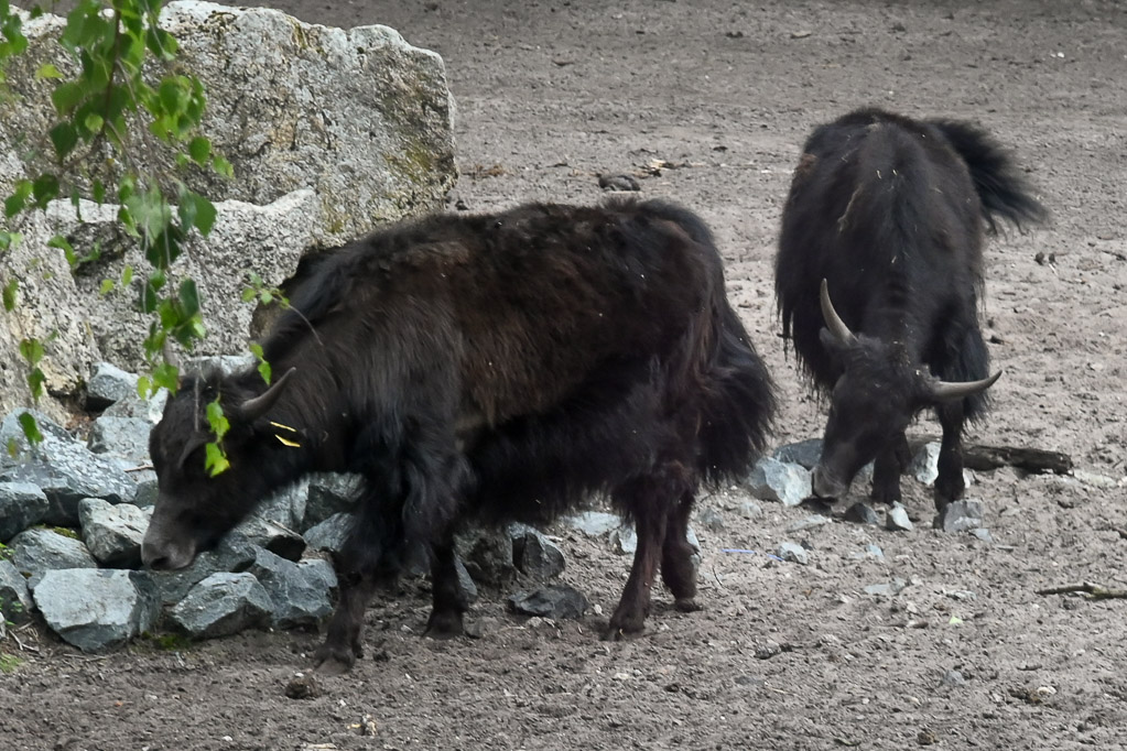 Yaks