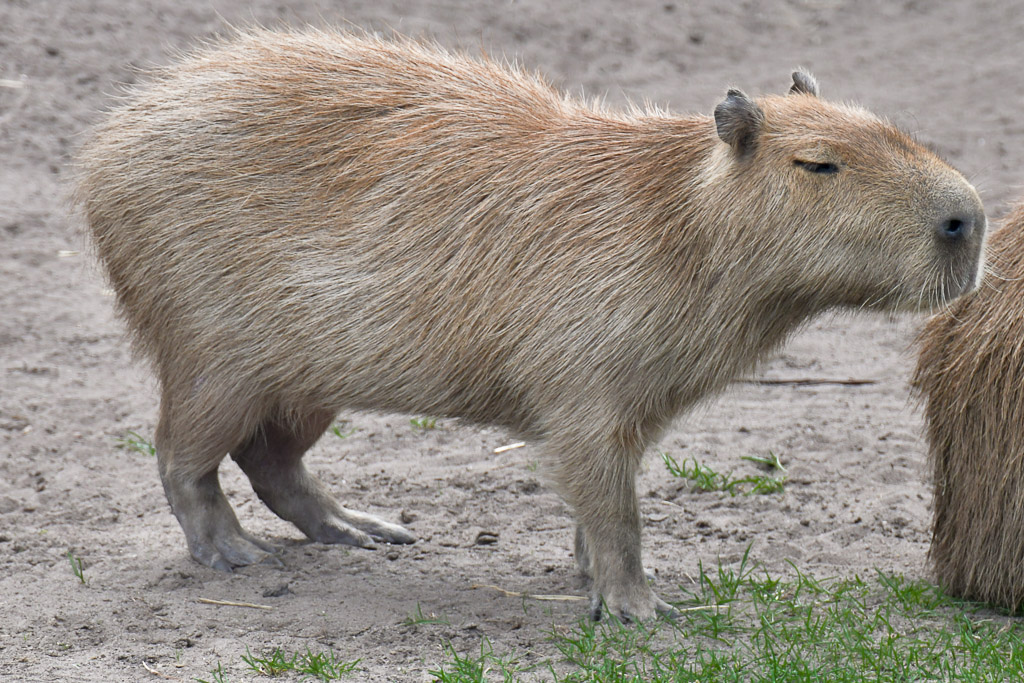 Capybara