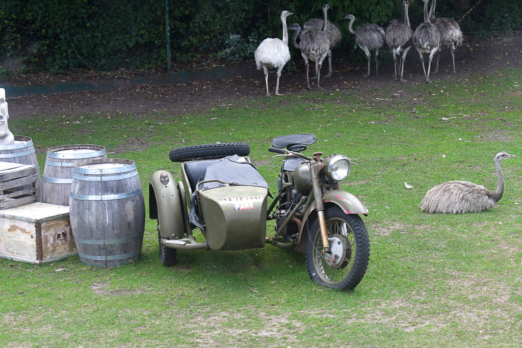 Motorrad mit Beiwagen und Strauße