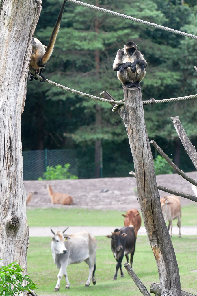Giraffen im Gehege im Hochformat
