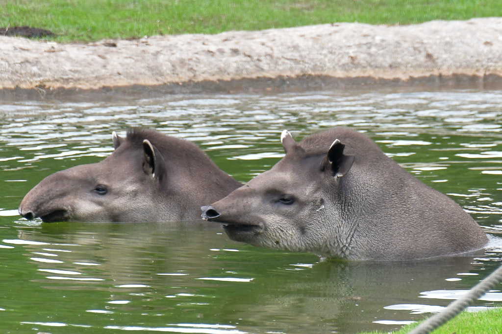 Tapire im Wasser