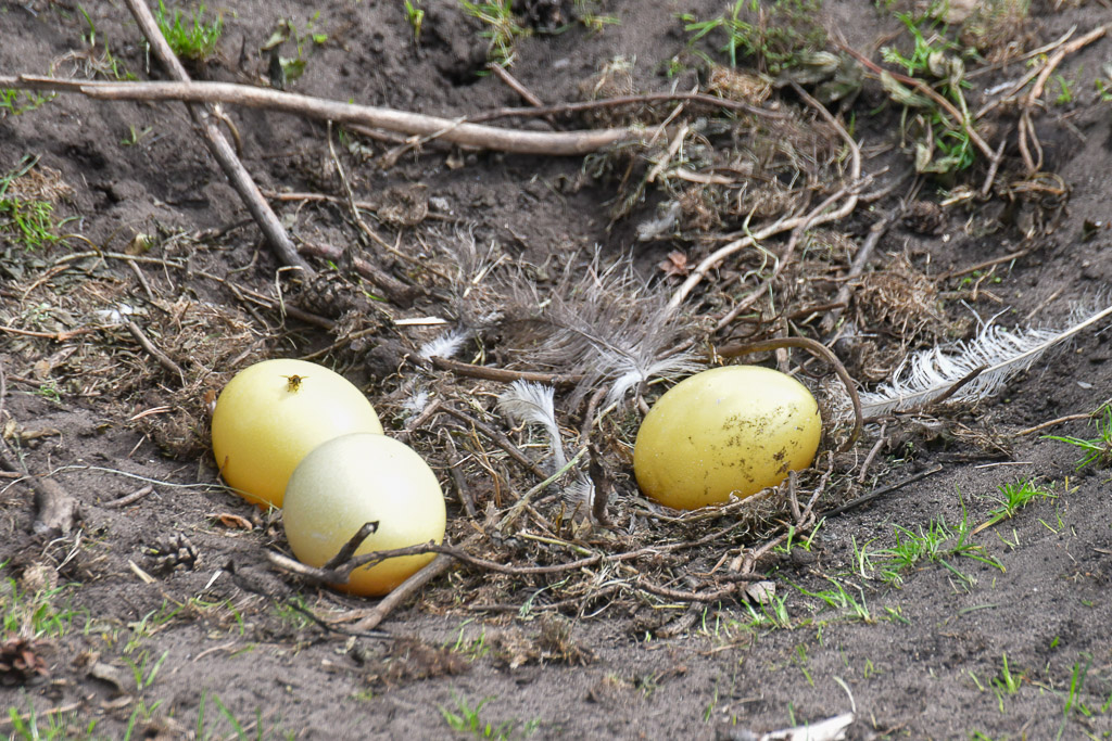 Straußeneier im Nest