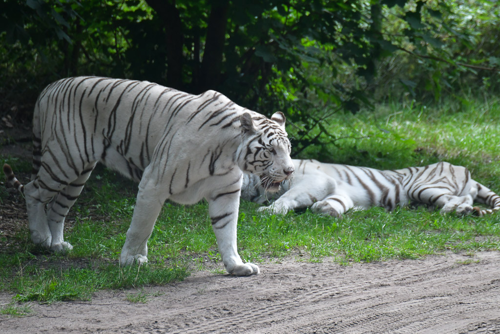 Weiße Tiger