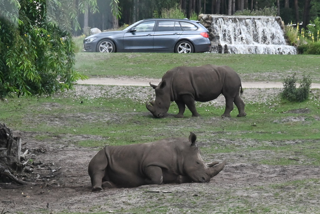 Nashorn