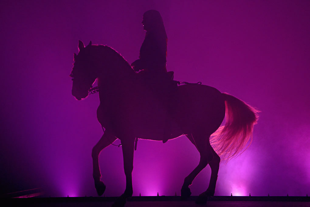 Pferdesilhouette in Violett