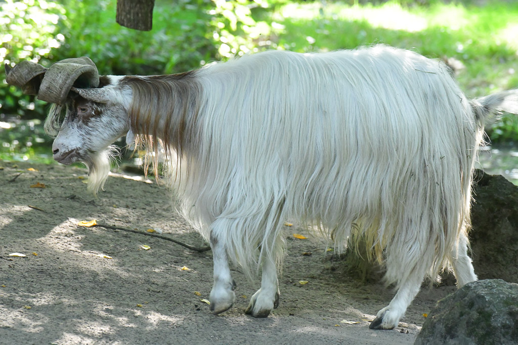 Ziege mit langem weißem Fell