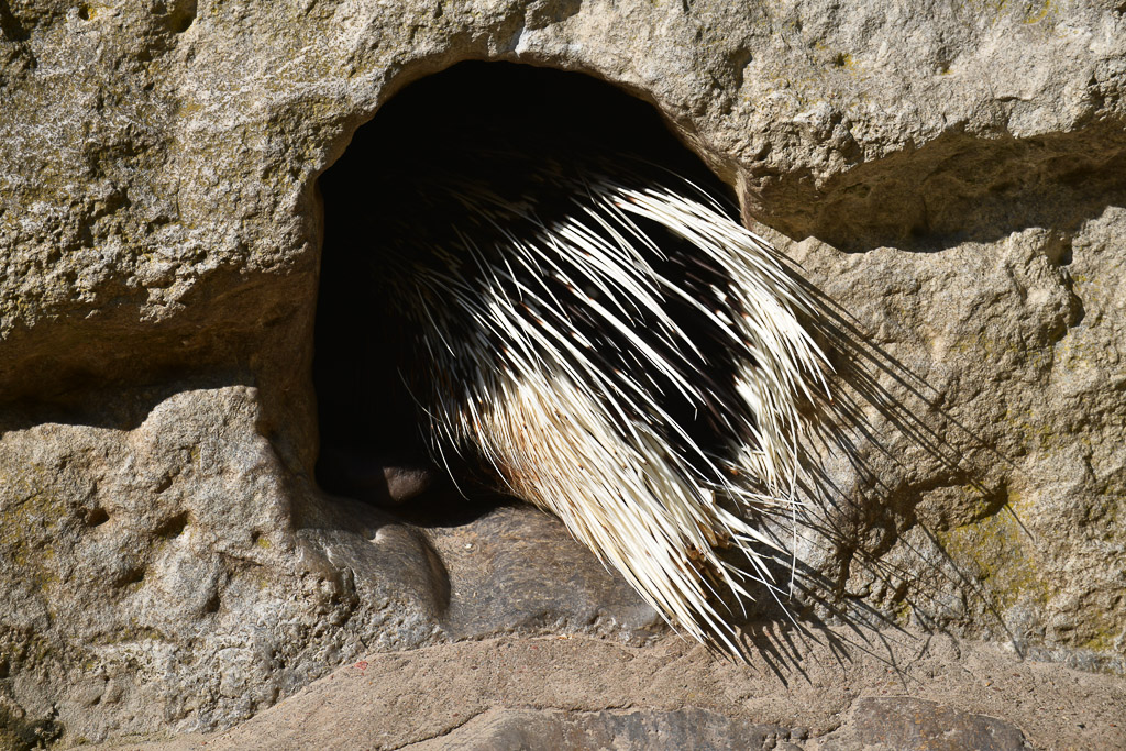 Stachelschwein am Bau