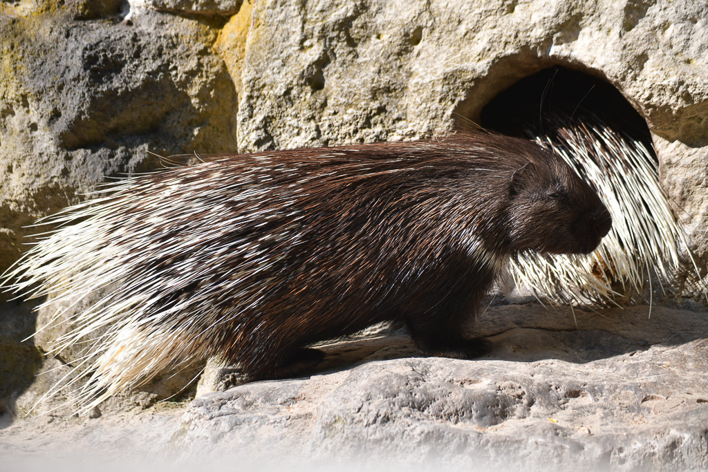 Stachelschwein auf einem Stein