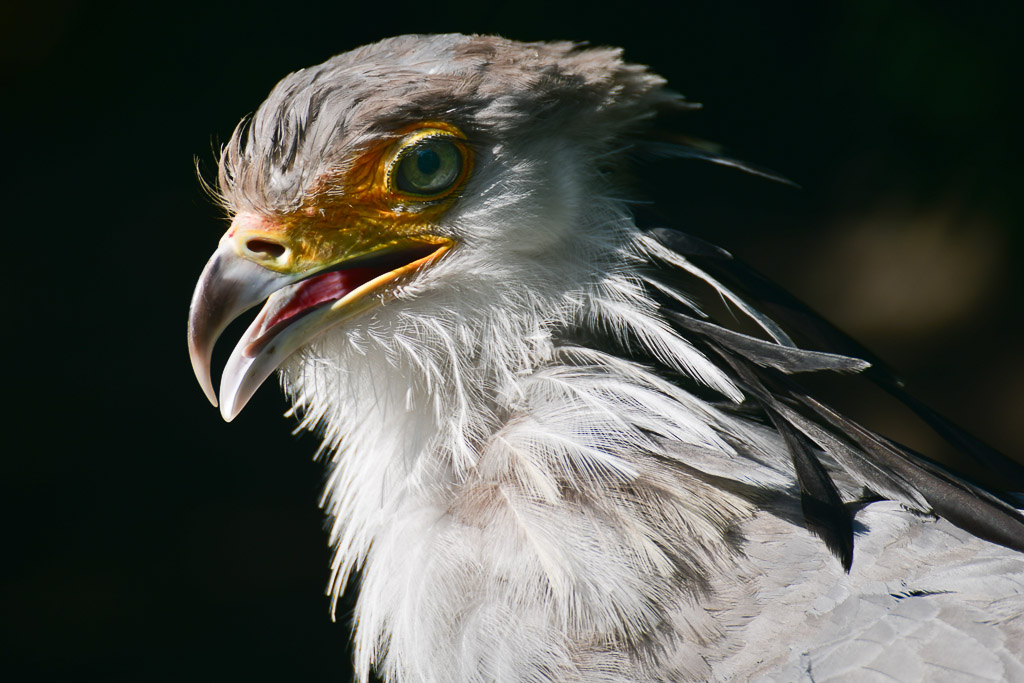 Greifvogel im Porträt
