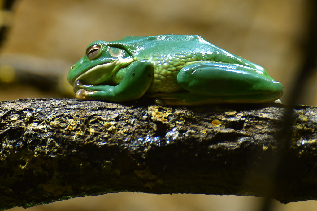 Grüner Frosch auf einem Ast