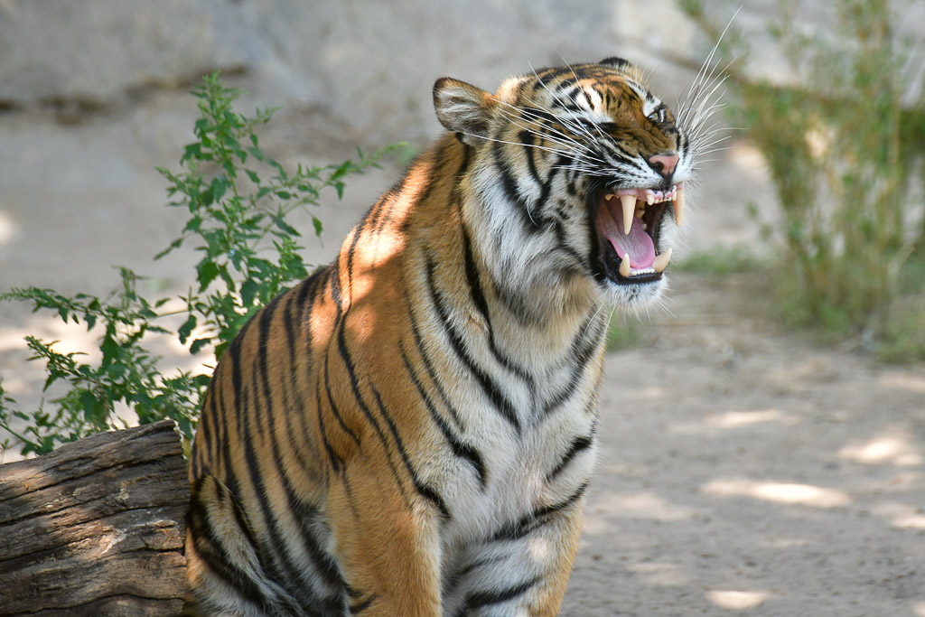 Tiger mit offenem Maul