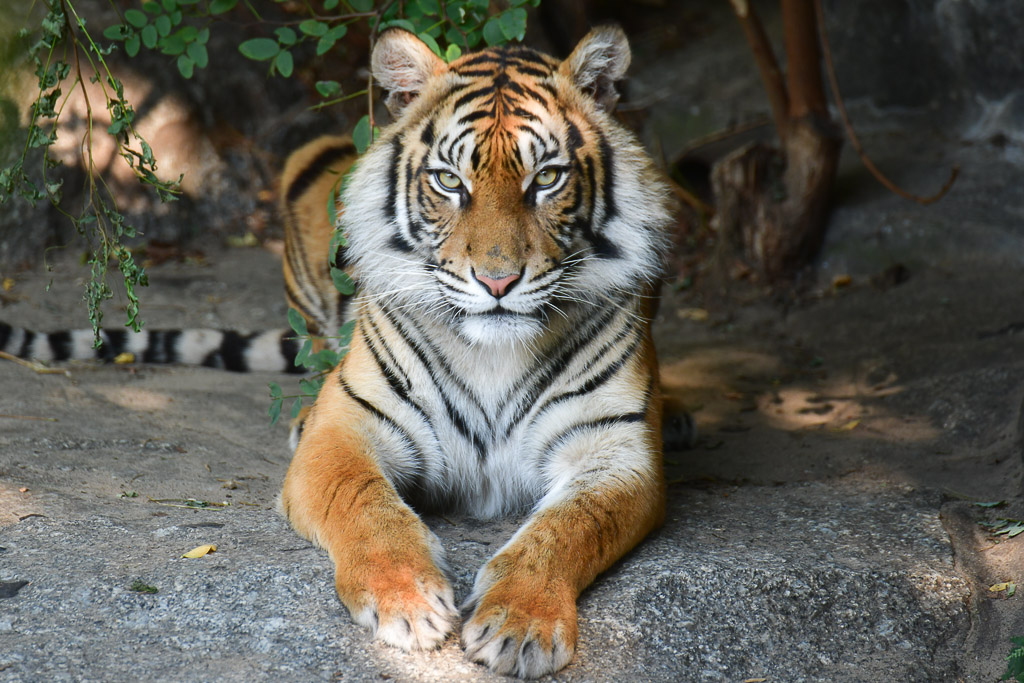 Liegender Tiger