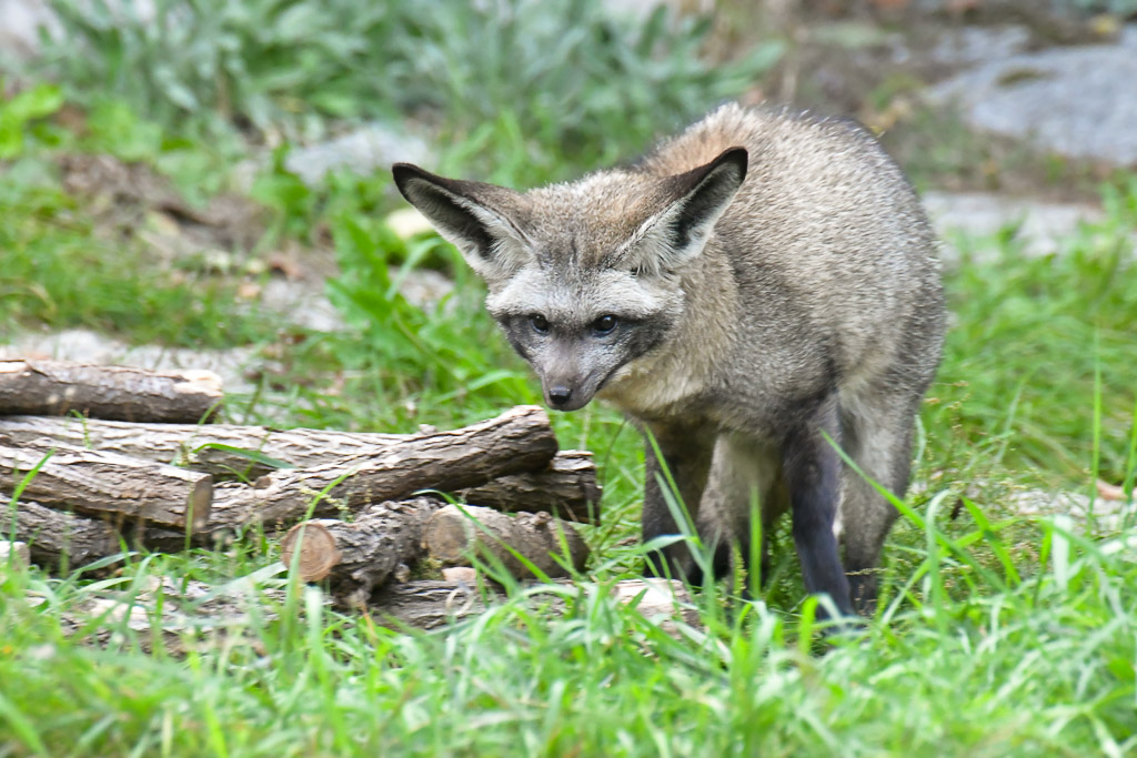 Großohrfuchs