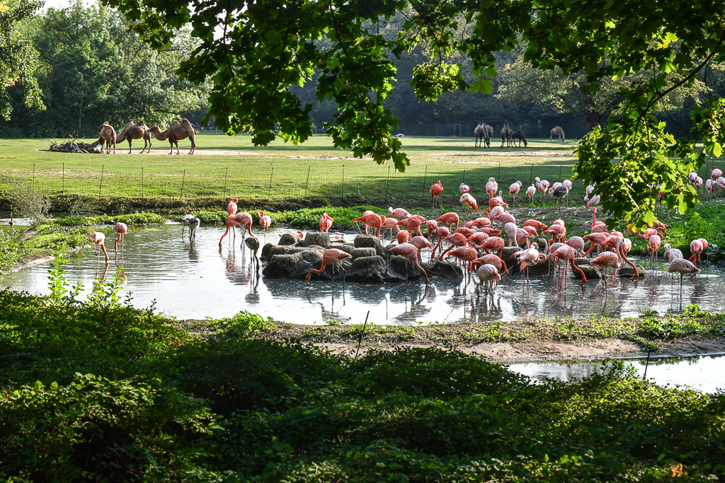 Wiese mit See und Tieren
