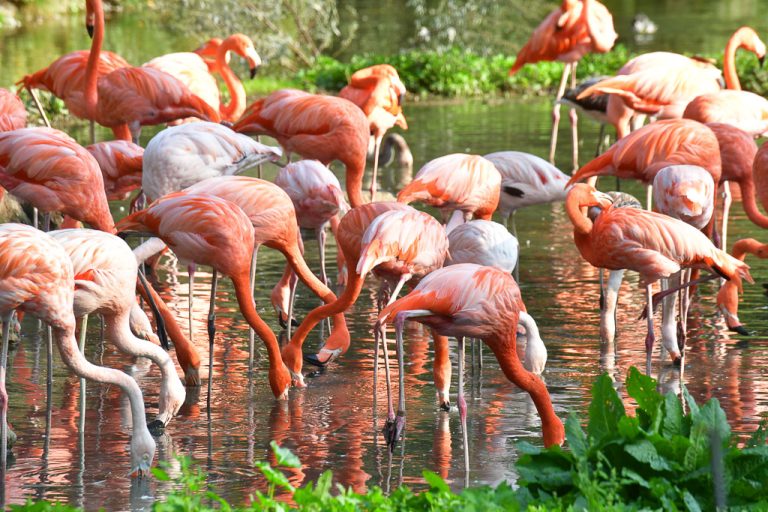 Flamingos im Wasser