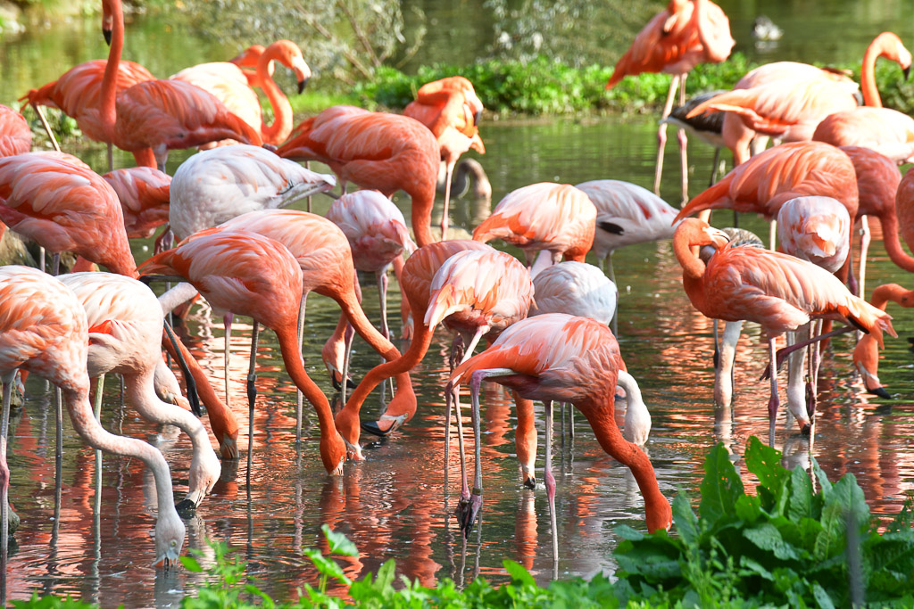Flamingos im Wasser