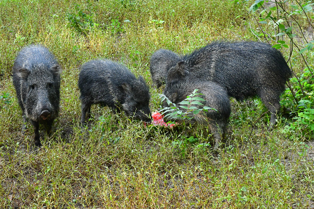 Pekaris beim Fressen