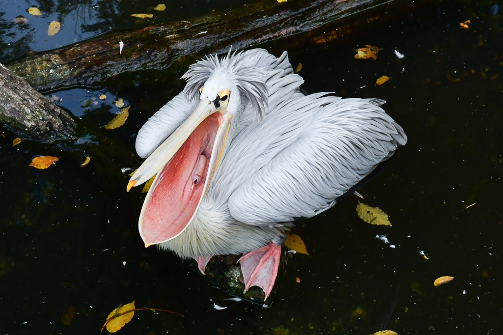 Pelikan mit offenem Schnabel