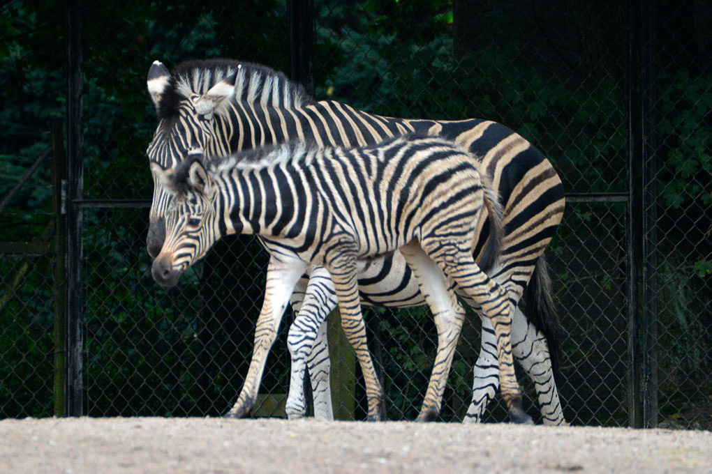 Zebras mit Fohlen