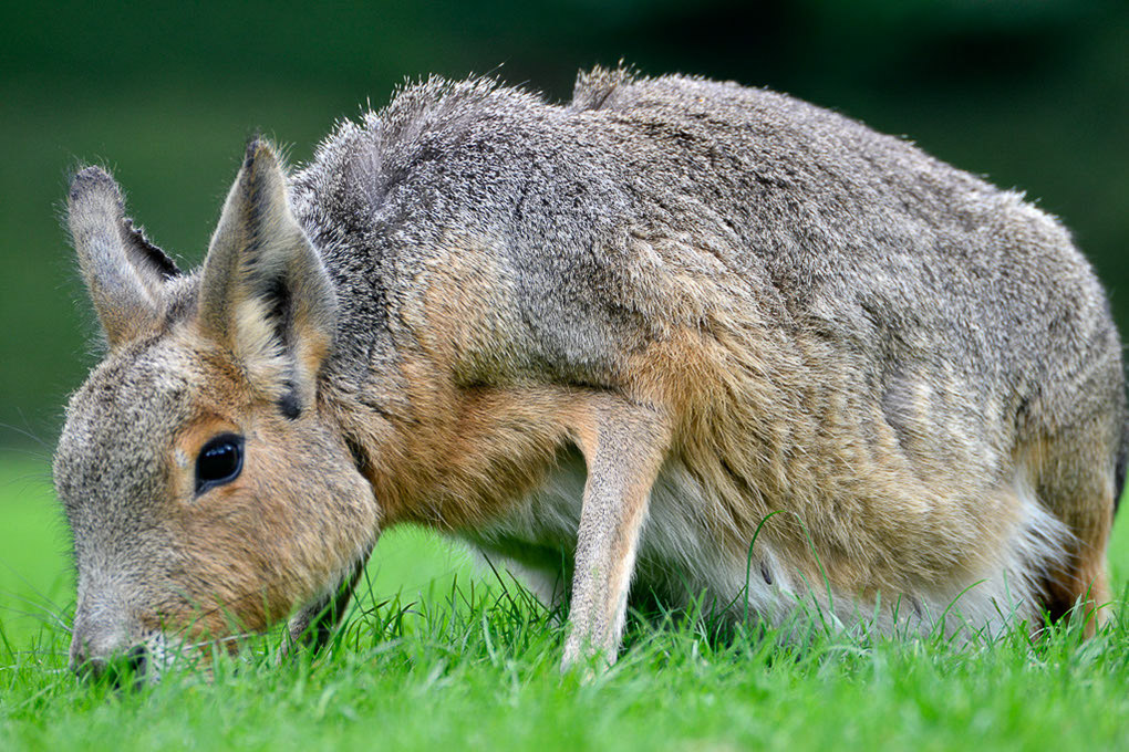 Mara auf der Wiese