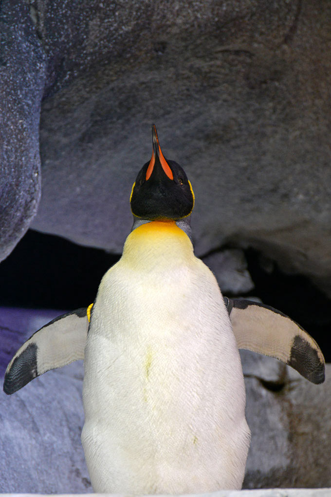 Pinguin im Hochformat