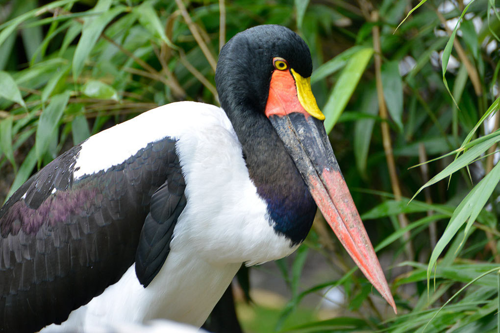 Sattelstorch
