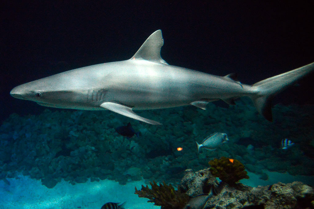 Hai im Aquarium