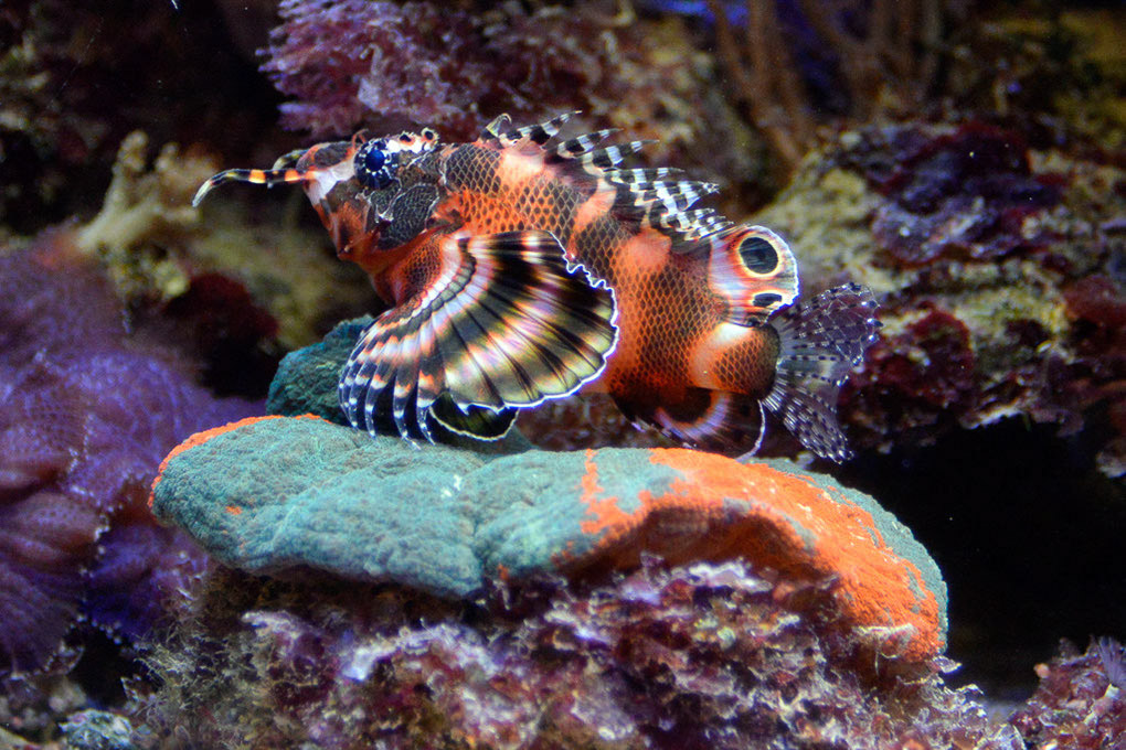 Bunter Fisch im Aquarium