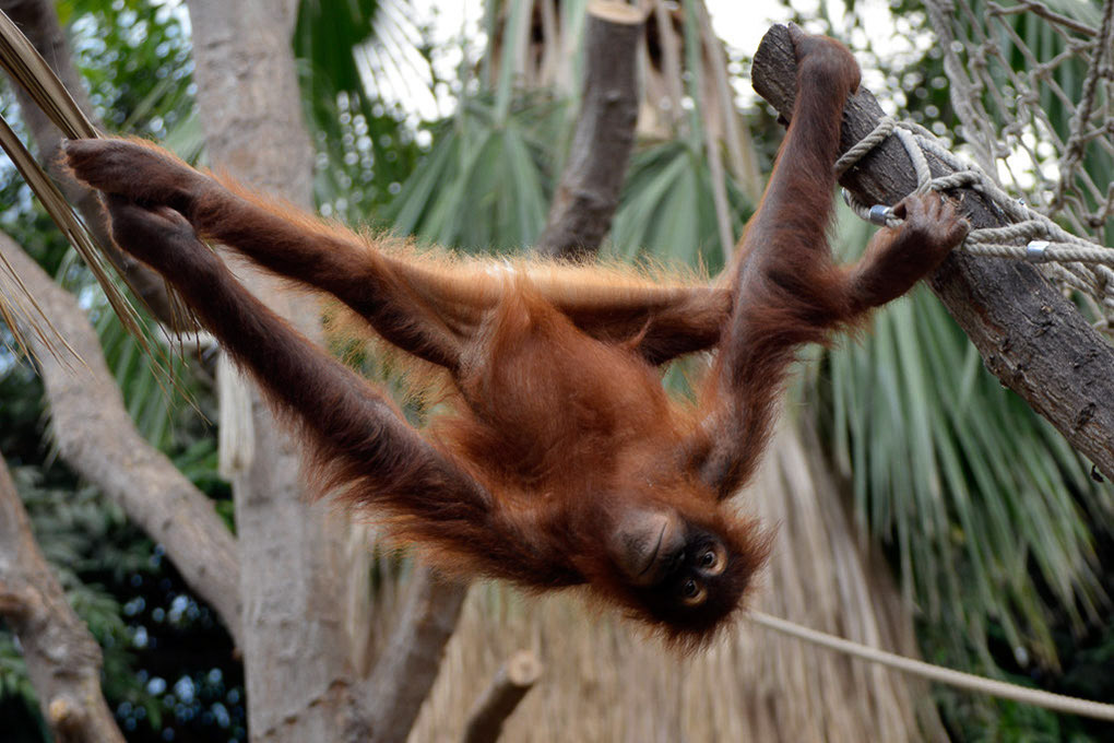 Orang-Utan im Seil