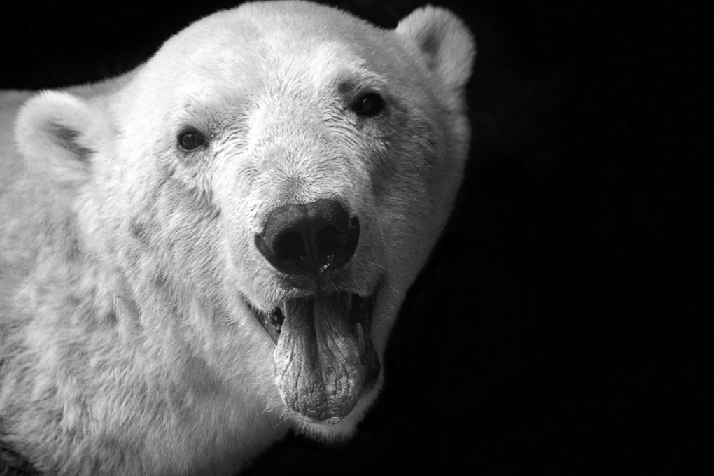 Eisbär