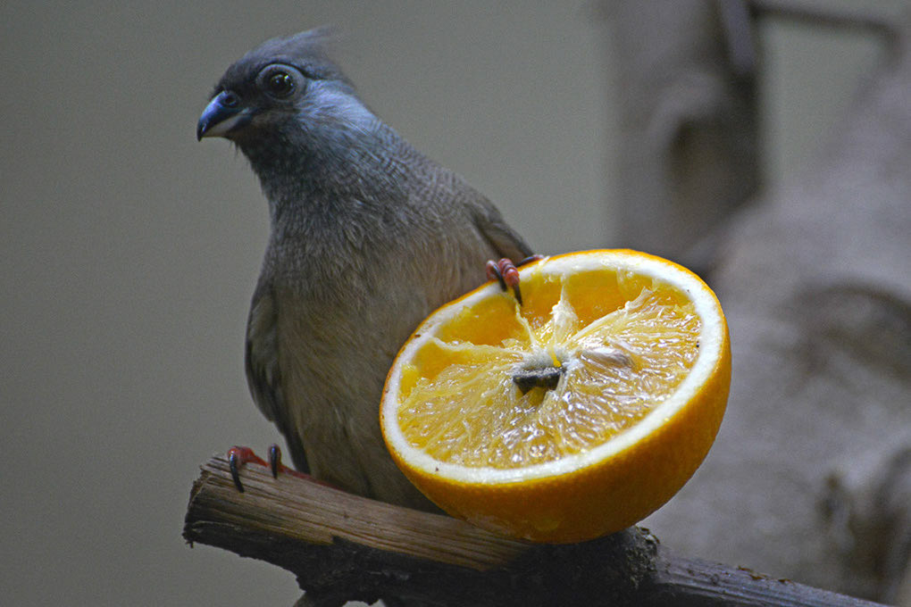 Taube mit Orangenhälfte