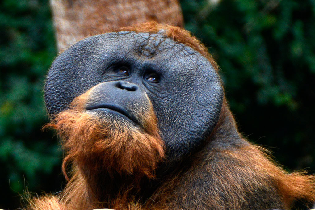 Orang-Utan