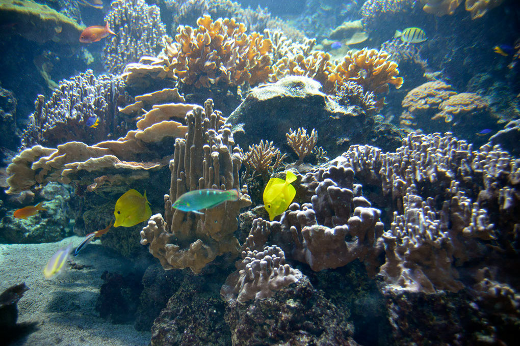 Korallenriff im Aquarium