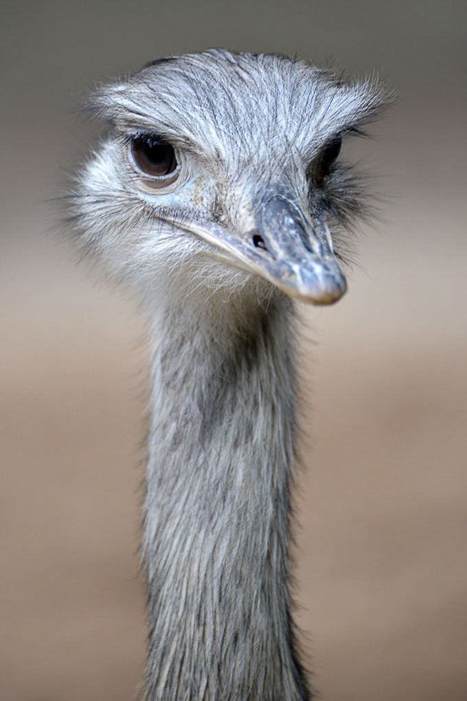 Emu im Hochformat