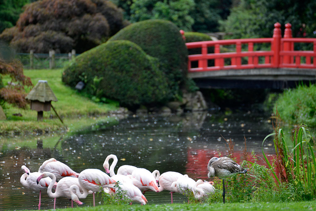 Flamingos im Japanischen Garten