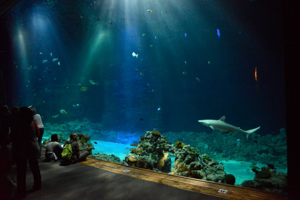 Haibecken im Tropen-Aquarium