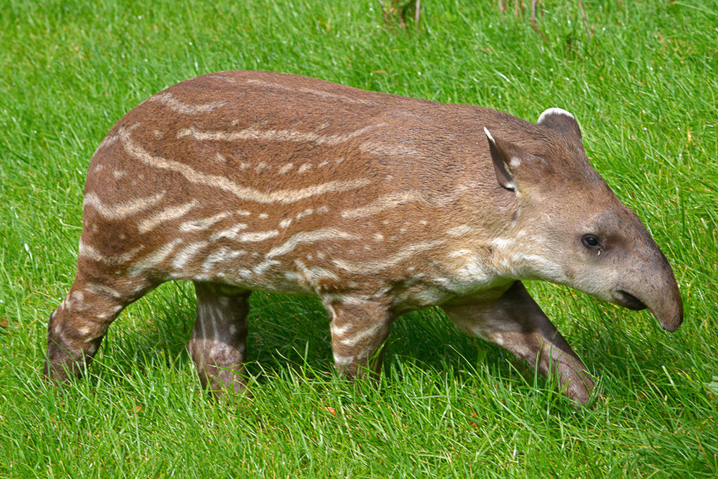 Tapir-Jungtier