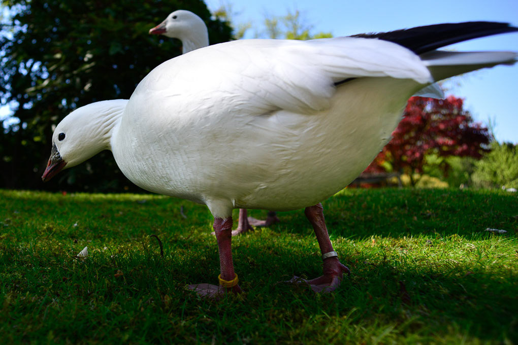 Gans
