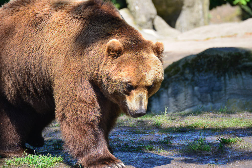 Braunbär
