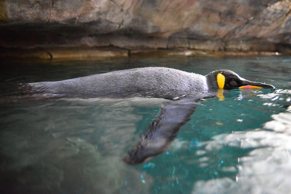 Pinguin unter Wasser