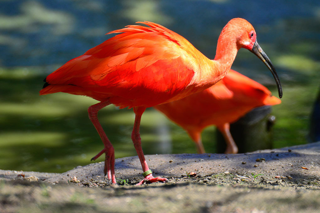 Roter Ibis