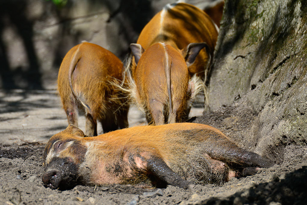 Pinselohrschweine