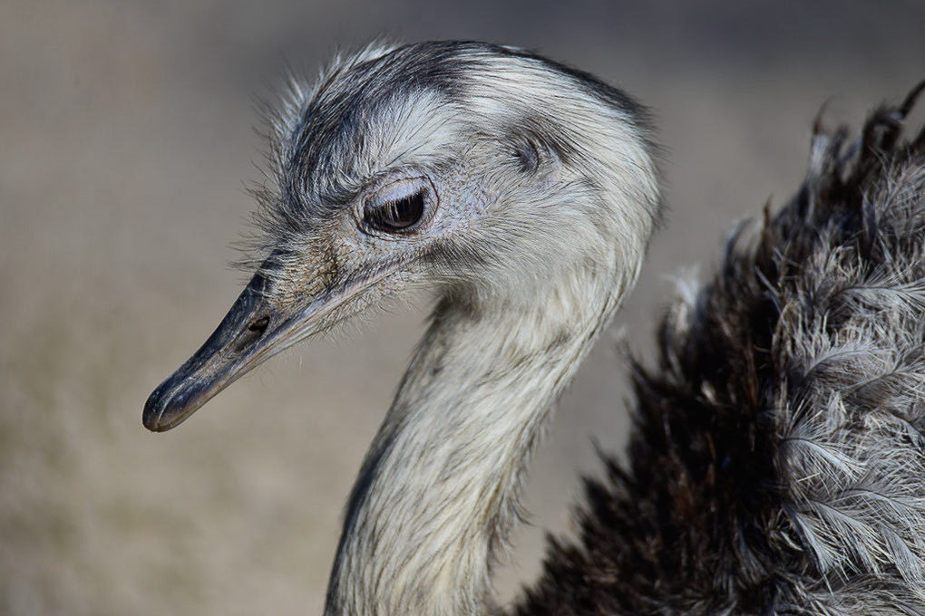 Nandu